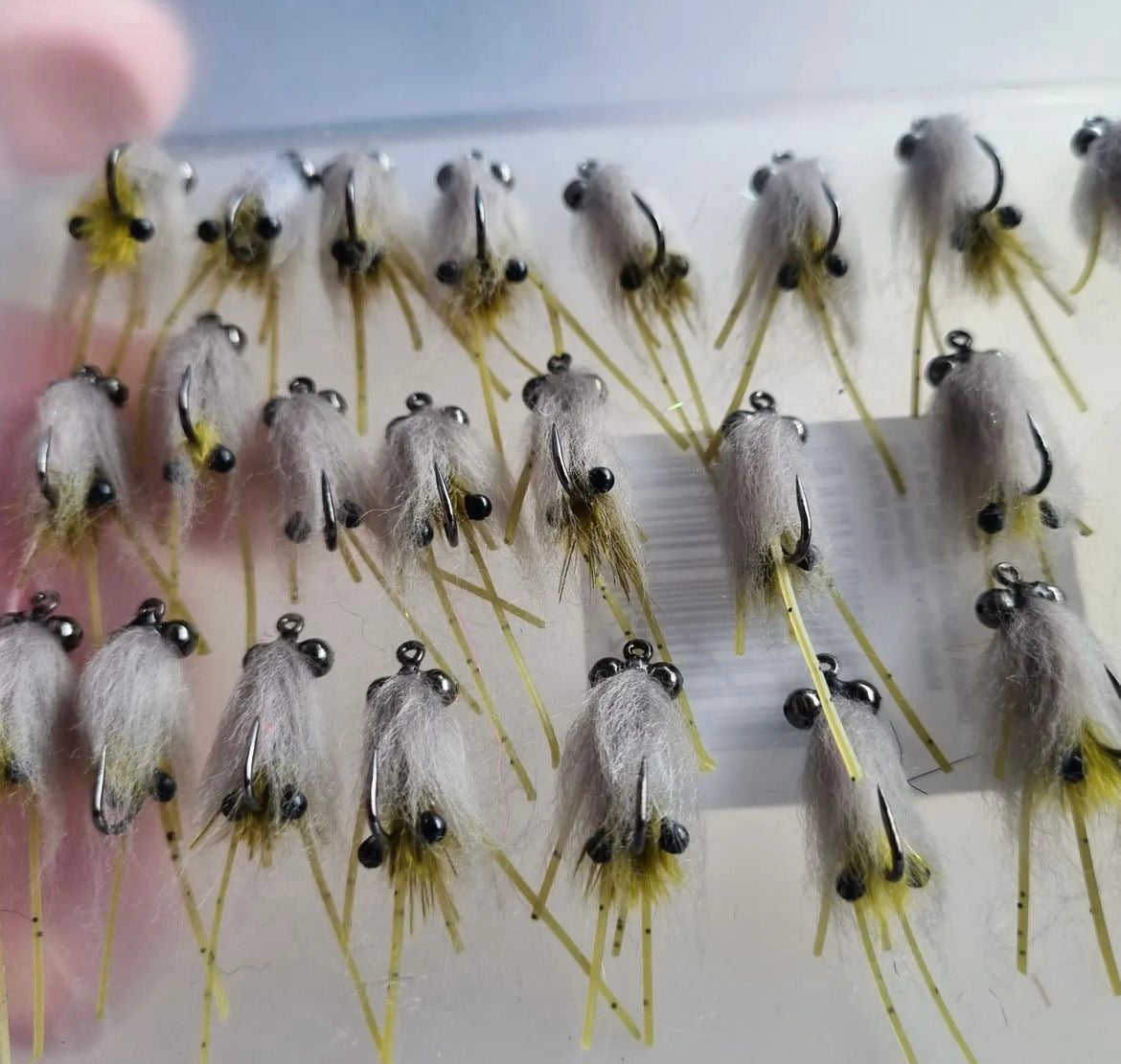 Freshwater Shrimp