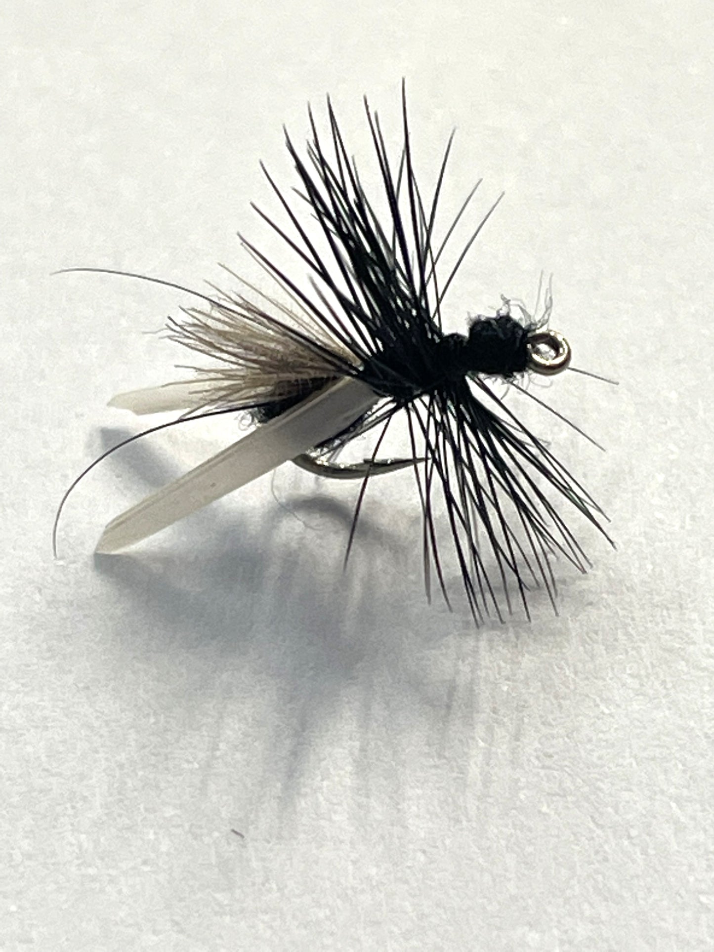 Black Flying Ant