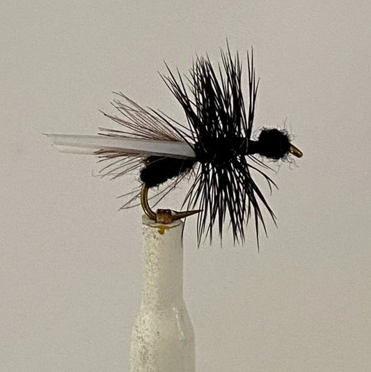 Black Flying Ant