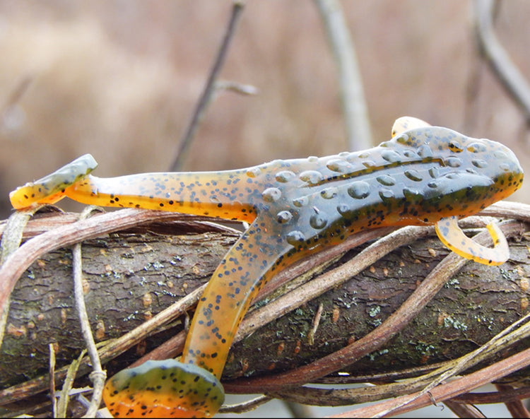 Bog Frog