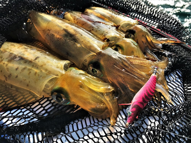SureCatch Squid Jigs 2.0, 3.0 and 4.0