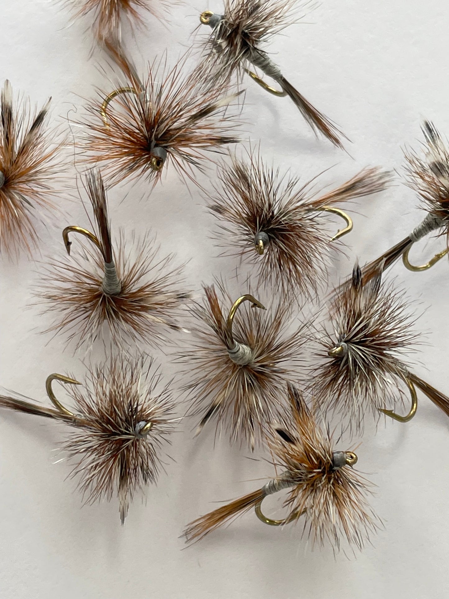 Adam's Dry Winged