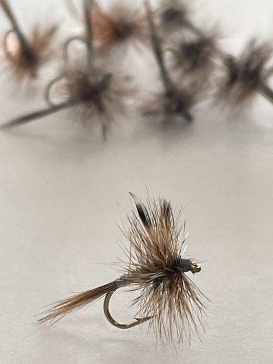 Adam's Dry Winged