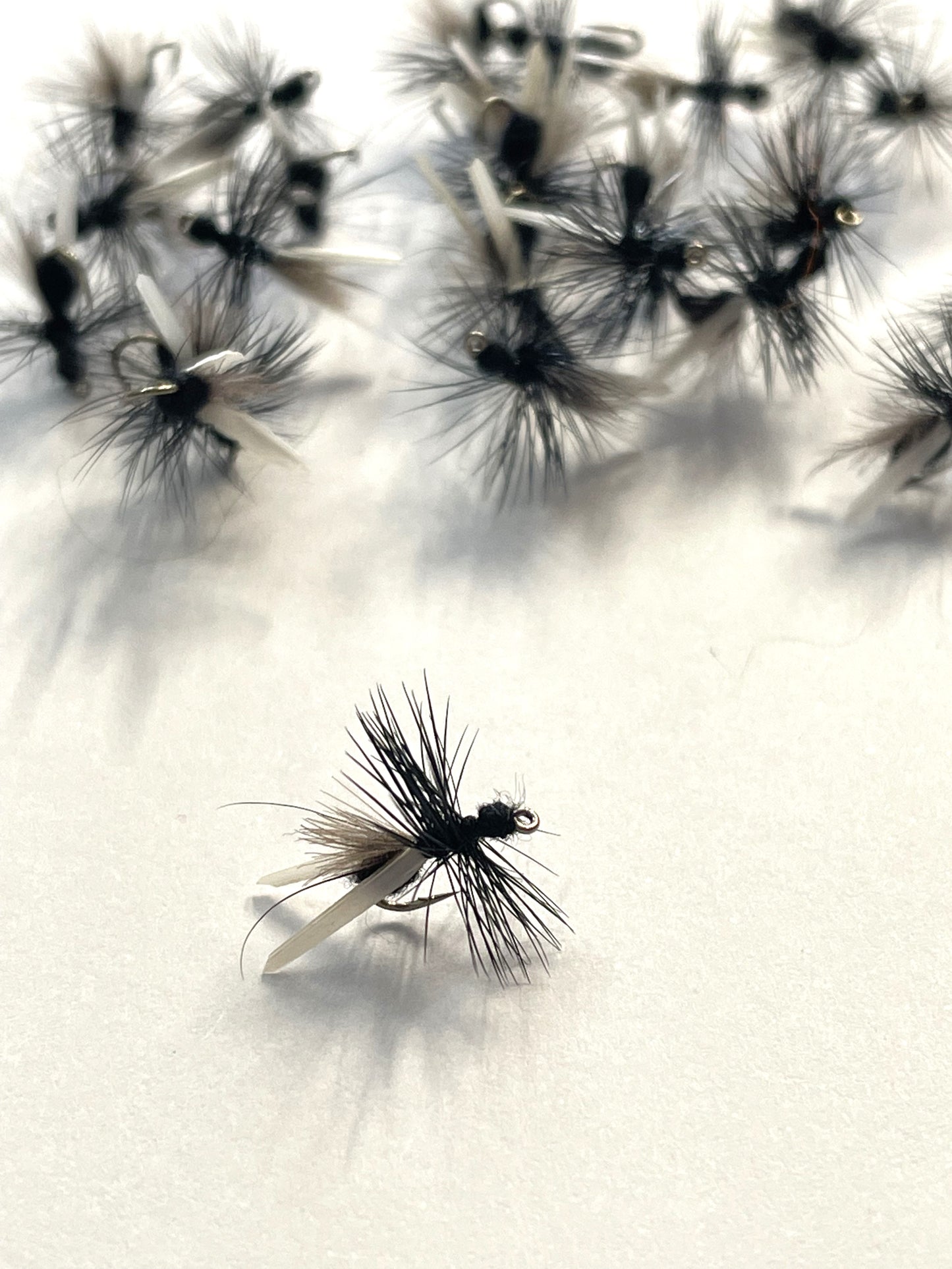 Black Flying Ant
