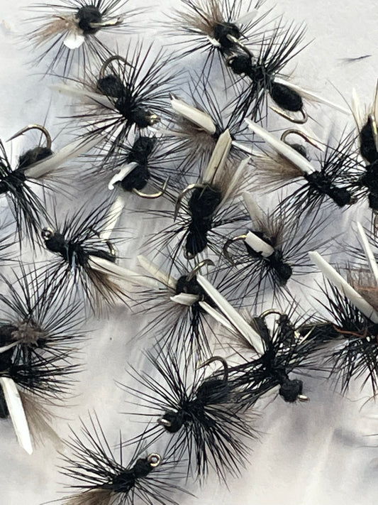 Black Flying Ant