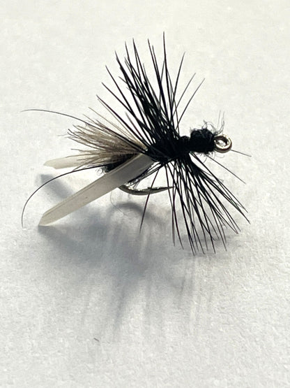 Black Flying Ant