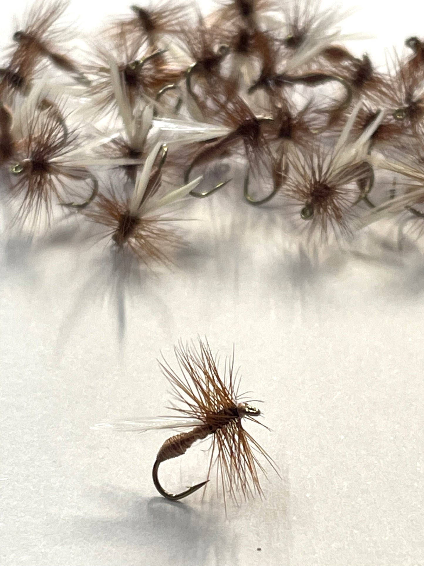 Ant - Brown