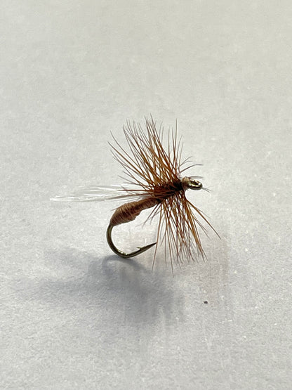 Ant - Brown