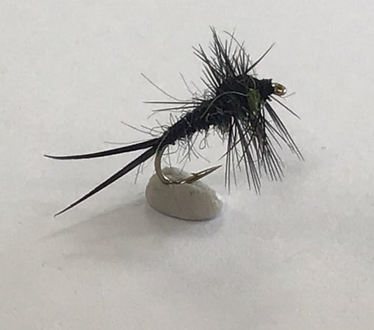 Montana - Olive