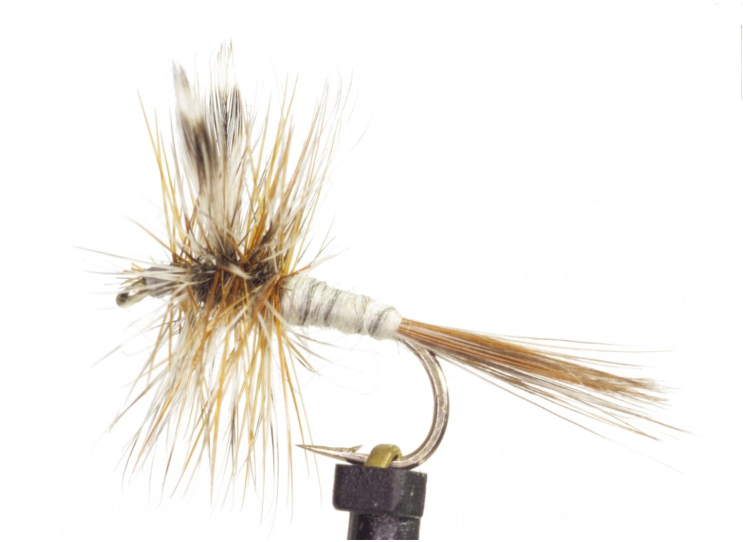 Adam's Dry Winged