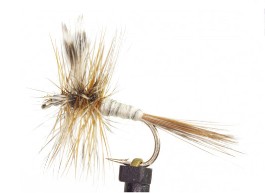 Adam's Dry Winged