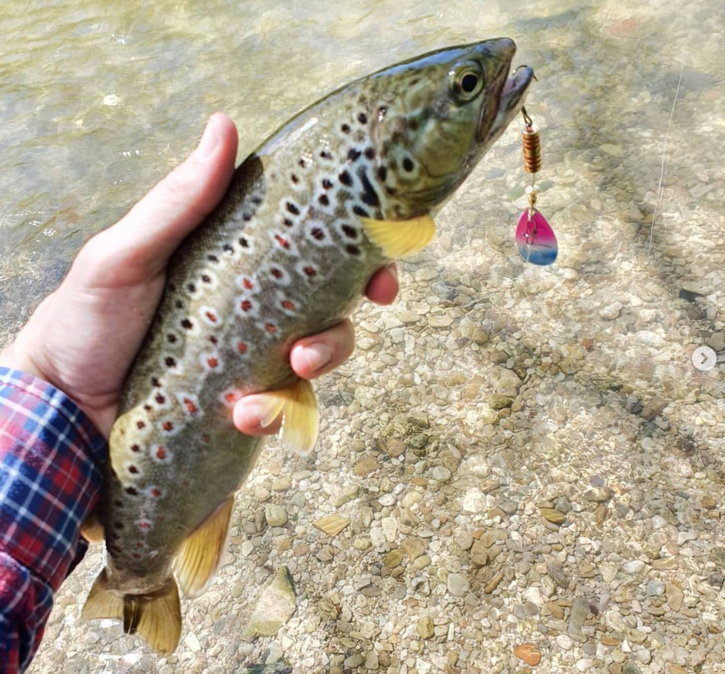 Ilba Tondo Spinner - Rainbow Trout Size #2