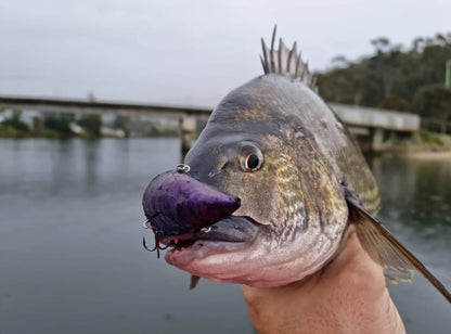 Fishmad Mussel Lure - Shimmer Purple - Large
